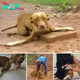 Historia conmovedora: un perro discapacitado con patas dobladas abandonado cerca de un taller de reparación de neumáticos busca compasión