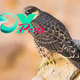 Eleonora’s falcon: The raptor that imprisons birds live by stripping their feathers and stuffing them in rocks