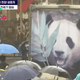 S29. The Remarkable Story of Fubao the Panda that Moved Thousands of South Koreans to Tears. S29