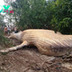 S29.Discovery of Massive 10-Ton Whale in Amazon Rainforest Leaves Scientists Stunned. S29