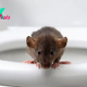 Bite from toilet rat hospitalizes man in Canada