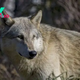 Giant coyote killed in southern Michigan turns out to be a gray wolf — despite the species vanishing from region 100 years ago
