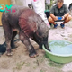 SV Amazing Salvation: Reviving a Lost Young Elephant in Mozambique’s Maputo Special Reserve
