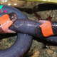 Watch venomous snakes wrestling for wormlike creature in epic tug-of-war battle