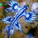 Blue dragon: The deadly sea slug that steals venom from its prey
