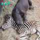 FS Amazing animal friendship: An orphaned zebra and a rhinoceros help each other heal and become best friends