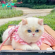 “Ella: The Enchanting Feline Whose Pastel Fur Weaves Tales of Grace and Charm, Mesmerizing Hearts with Elegance.”.S8