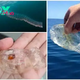.Unusual Discovery: U.S. Anglers Encounter Strange Hybrid Creature with Jellyfish Appearance, Fish Head, Shrimp Tail, and Transparent Body..D