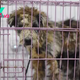 This Street Dog Found In Horrible Condition Transforms Into The Fluffiest Princess