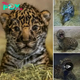 Irresistible Charm: Jaguar Cub Makes Grand Entrance at San Diego Zoo. nobita