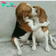 “Heartwarming Reunion: Mother Dog and Puppy Embrace After 10-Month Separation, Inspiring Owner’s Determination” -zedd