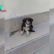 Puppy Standing Near A Supermarket Was Waiting For Help But Then Something Amazing Happened