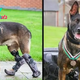 “The Dog Who Conquered Fate: Overcame Bullet Hurts, Lived Bravely with Prosthetic Limbs”