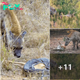 Hyena’s Heroic Rescue: A Thrilling Intervention Thwarts Impala’s Python Ambush in a Jaw-Dropping Display of Valor and Spellbinding Heroics! tm