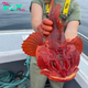 An American fisherman stumbled upon a stroke of luck when he discovered a rare crimson-colored fish, valued at thousands of dollars. The moment it hit the market, it captivated attention, igniting a frenzy of interest. KS