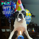 Lamz.From Shelter to Celebration: The Heartwarming Journey of a Dog Finding Love at 13 and Celebrating his 17th Birthday
