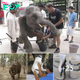 The Resilient Journey of a Baby Elephant with a Prosthetic Leg: An Inspiring Example of Overcoming Adversity