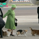 Bop. The adorable story of the UK Queen’s Corgi “squad”