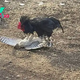 .Extraordinary Encounter: Fearless Rooster Confronts Majestic Eagle in Remarkable Showdown..D