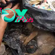 b83.Rescue an abandoned dog on the brink of death