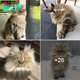 Barnaby: The Persian Feline with a Perpetual Pre-Coffee Look.  .SG