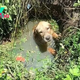 b83.Heroic rescue: Police saved a small dog from dangerous waters, accidentally adopted it and found a new, loving home