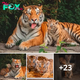 Lamz.Toledo Zoo Roars with Joy: Welcoming Adorable Amur Tiger Cubs! (Watch Video)