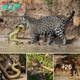 Witnessing the Jaguar’s Swift Takedown of Anaconda