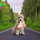 “Unlimited Love: A Gentle Dog Who Wouldn’t Abandon a Baby Lost in the Middle of the Road”
