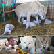 Mаɡісаl Moment: Circus Krone’s White Lion Pride Expands with Six New CubsMаɡісаl Moment: Circus Krone’s White Lion Pride Expands with Six New Cubs