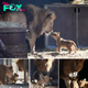 Incredible Bond: Lion Welcomes Newborn Cub in Touching Video