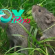 Prairie vole orgasms ‘rewire’ their brains for long-term love