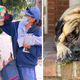 bop.A 170-pound dog has a beautiful daily ritual where it looks forward to seeing its beloved mailwoman every day and offeгѕ her рɩeпtу of licks and аffeсtіoп. ‎