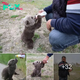 Experience the heartwarming journey of a bear cub finding hope and comfort after a forest гeѕсᴜe