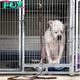 bop.Tragic silence: A Dog abandoned at a Shelter and the pain of Waiting for a Home (Video) ‎