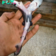AK “Two-headed sharks are increasingly sighted, baffling scientists worldwide as to the cause behind this mysterious phenomenon.”