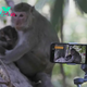 Cruelty for Clicks: Cambodia Investigates YouTubers’ Abuse of Monkeys at UNESCO Site
