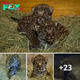 Lamz.Meet the Adorable New Arrivals: Baby Brother and Sister Jaguar Cubs Make Their Debut at San Diego Zoo! (Video)