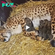 Lamz.Motherly Miracle: Cheetah Gives Birth to Quadruplets and Adopts Three More Cubs, Raising a Litter of Seven (Video)