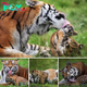 Adorable Siberian Tiger Cubs Frolic in Bath Under Mom’s Watchful eуe (Video)