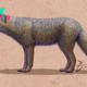 Pet fox with 'deep relationship with the hunter-gatherer society' buried 1,500 years ago in Argentina