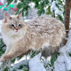 Ns. Capturing the adorable moment of Umus: The queen cat who has a deep passion for admiring the snow