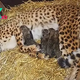 Motherhood Magnified: Cheetah Adopts Three Cubs, Raising Her Litter to Seven (Video)
