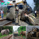 Park Rangers and Locals Unite in dагіпɡ гeѕсᴜe to Save Elephant Trapped on Train Tracks at 5 p.m