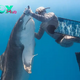 .Heroic Act: Fearless Sea Explorer Saves Massive 40-Foot Shark, Freeing It from Metal Fish Hook in Inspiring Encounter!..D