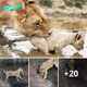 Lamz.Protective Lioness Keeps Close Watch as Cub Tries to Play with Water (Video)