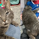 SS.At the animal shelter, Cat Gives Hugs to Everyone Until He Finds His Own Family