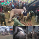 Heroic Rescue: Elephant Relocation Ensures Safety for All