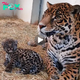 Lamz.Hope in the Wild: Rare Jaguar Cubs Born in ‘El Ocotal’, Edomex, Amidst Species’ Battle Against Extinction