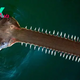 Smalltooth sawfish in Florida are spinning and beaching themselves in strange, mystery die-off
